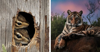 Award-Winning Photos That Capture Life, Emotion, and Movement