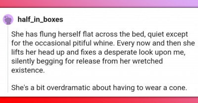 Drop Everything And See What The Dog Doin'