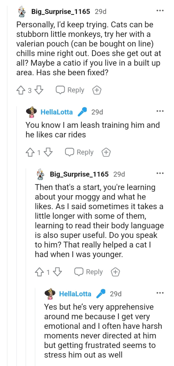 The OP is leash training the cat and he likes car rides