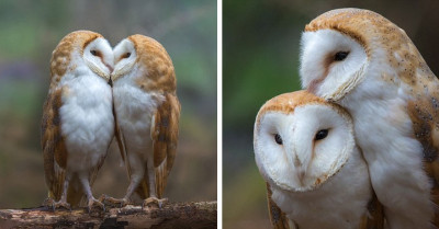 Take A Look At This Magical Moment Shared By Two Adorable Owls