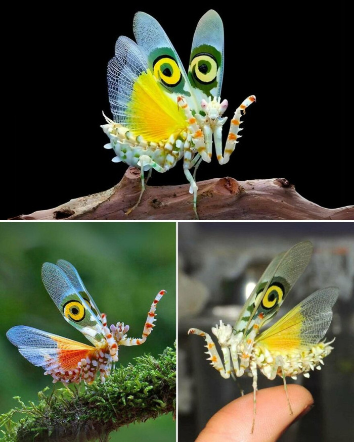 The Spiny Flower Mantis (Pseudocreobotra Wahlbergii)