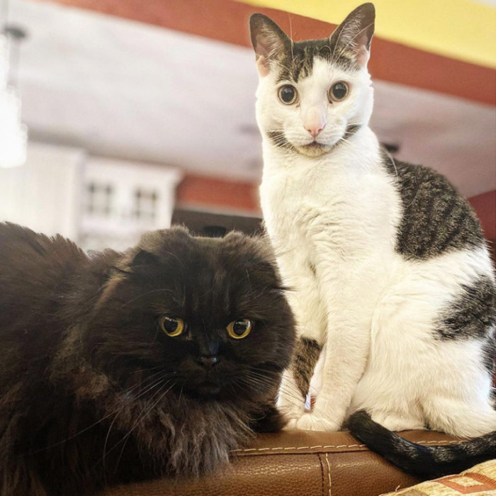 Opie is blind but he is also fearless.