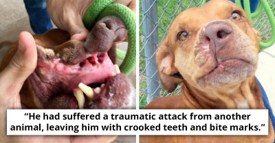 This Abandoned Dog Lost A Part Of His Face But An Animal Shelter Turned His Life Around