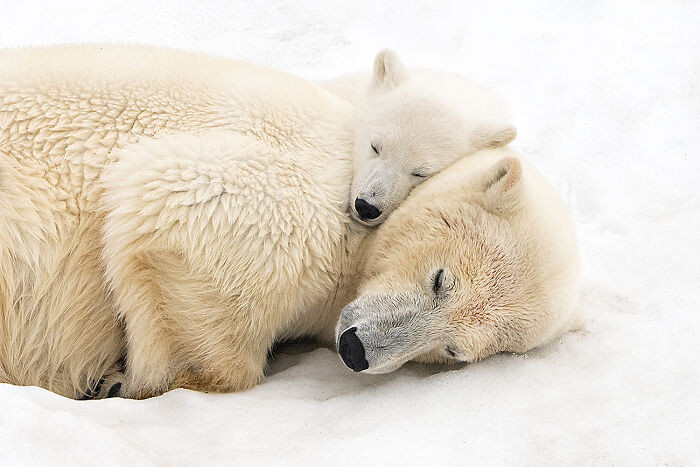 Sleeping With Mum From The Series 'Svalbard: The White Fragile Kingdom' By Roberta Pagano