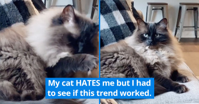 21 Wholesome TikTok Videos That Will Put You In Your Feelings
