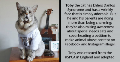 This Long-Necked Cat Will Make You Wonder If She Is Part Giraffe Or Llama