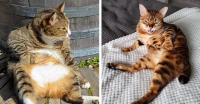 Twitter Users Share Photos Where Their Cats Look Super Strange And We Can't Get Enough (15 Pictures)