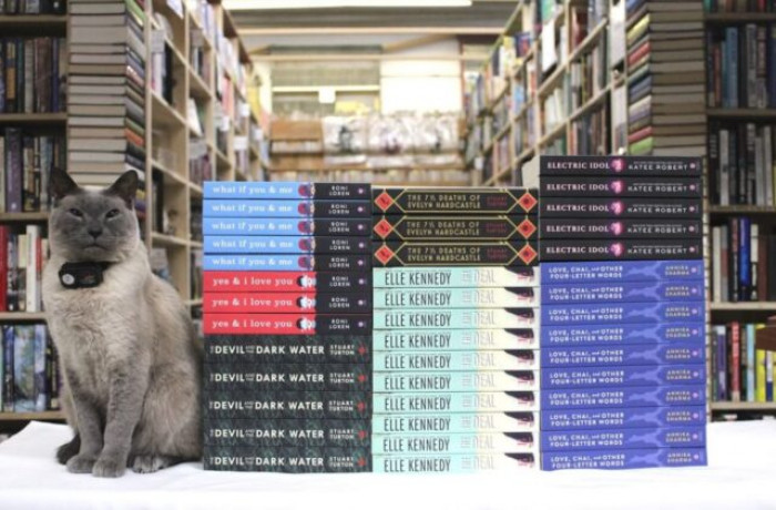 The Bookstore Has Helped Find Homes for 200 Cats