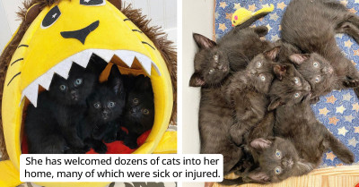 One Woman's Journey With Feline Quintuplets Proved To Be Both A Challenge And A Joy