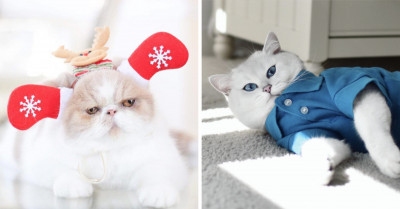 14 Gorgeous And Festive Kitties Shared By Pet Owners To Lift Your Spirits