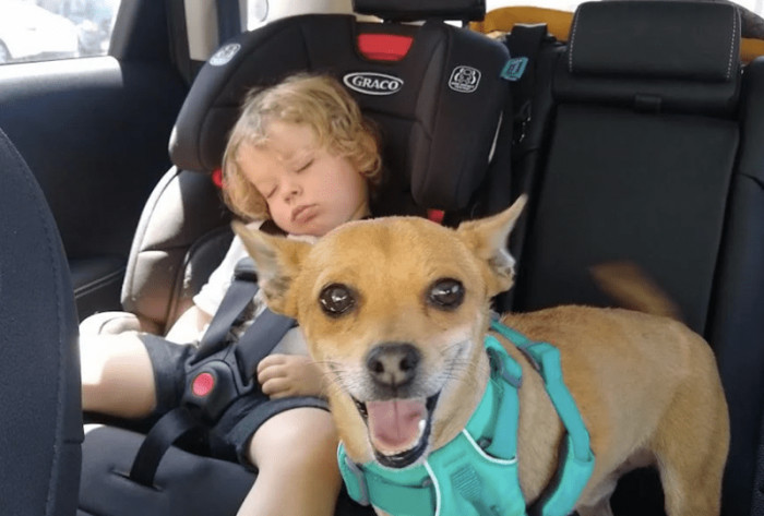 He's certainly one happy dog.