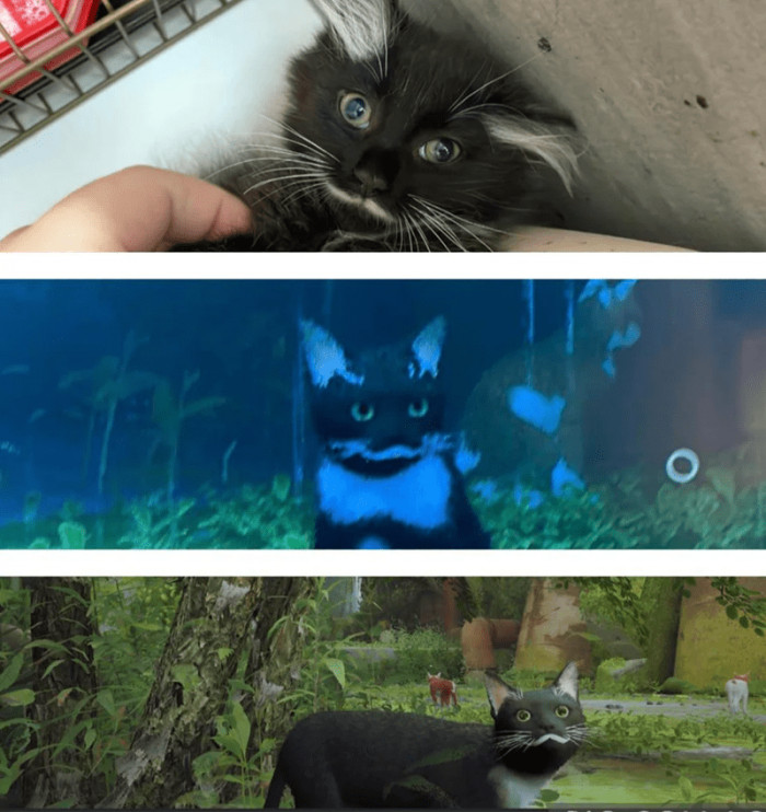 10. Stray mod allowed this gamer to change the appearance of the protagonist to their cat.