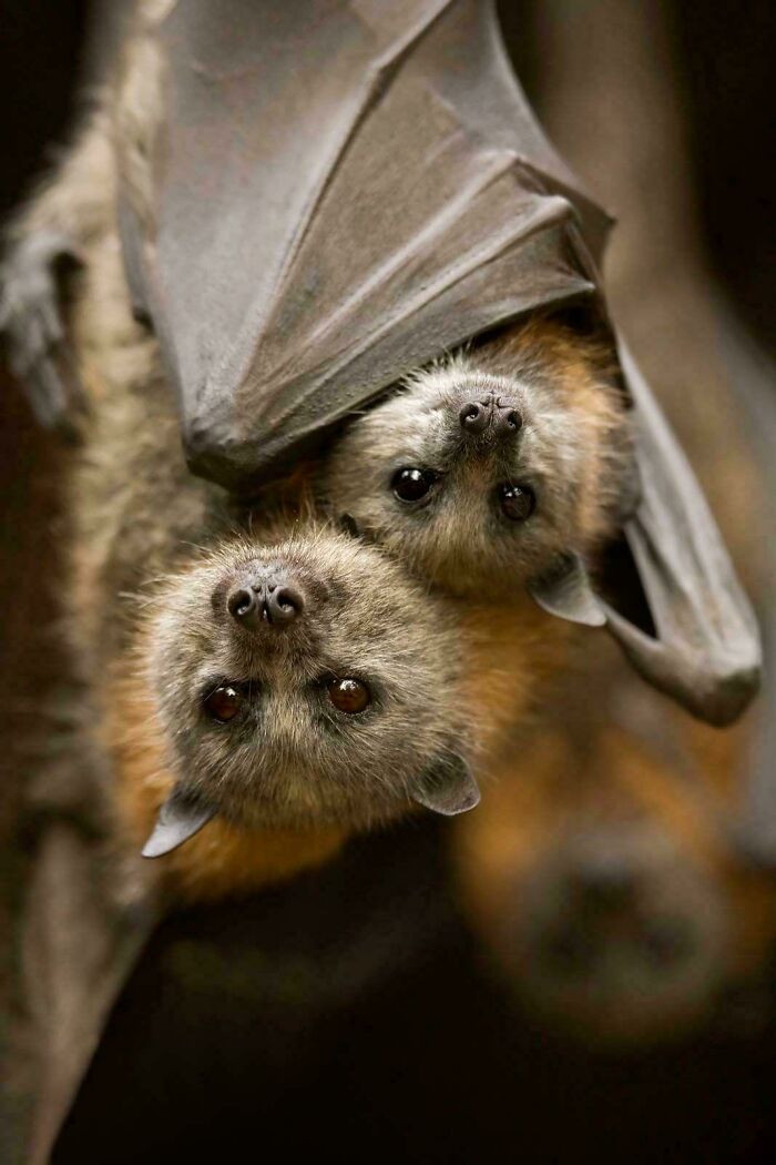 Flying foxes are key pollinators that help native forests grow and stay healthy by spreading pollen and seeds as they move between trees.