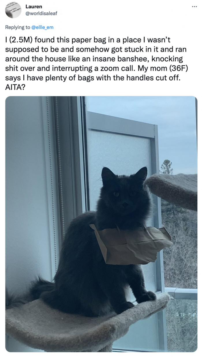 Some cats like boxes; this one prefers paper bag handles