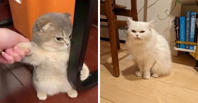 Cat Owners Know They Are Always Unhappy About Something, and These 20 Pictures Are Proof