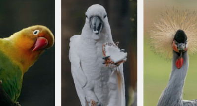 Do Birds Fart? What Science Actually Knows