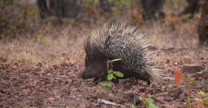 Hibernation and Hedgehog Babies