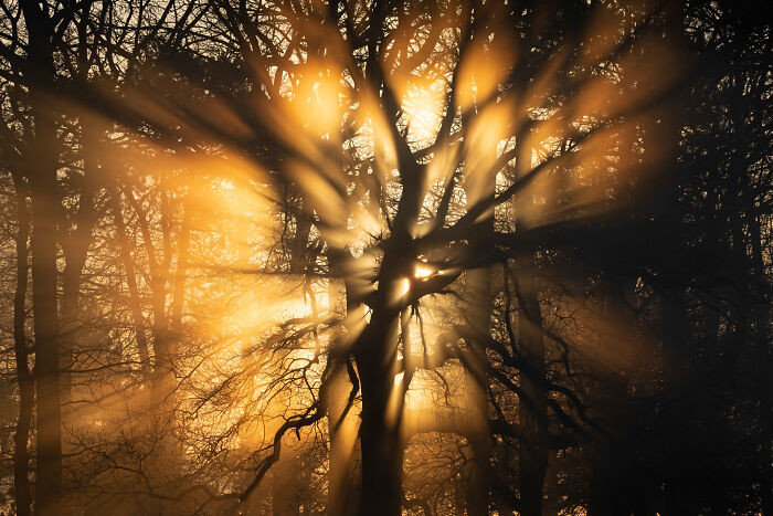 Wild Woods, Winner: Beams Of Brightness By Mark Richardson