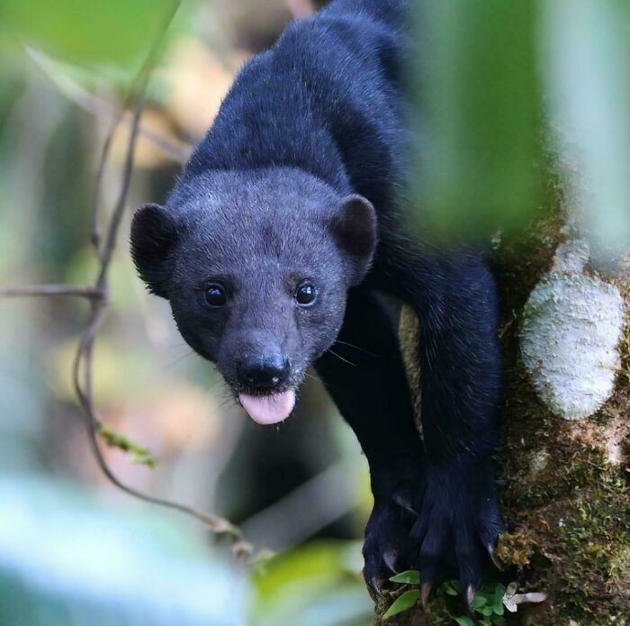 Tayras are the largest mustelids found in Central America, growing to nearly 28 inches in length.