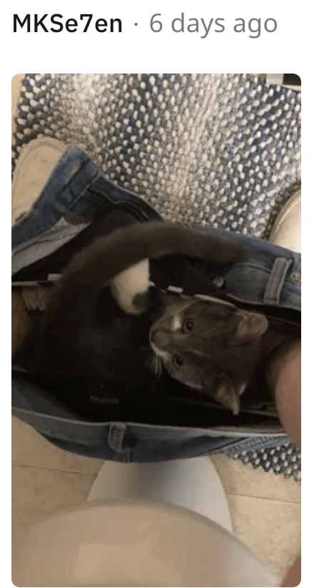 13. What better way to disturb my hooman than this?