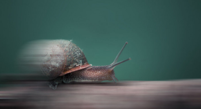 23. The Turbo Snail