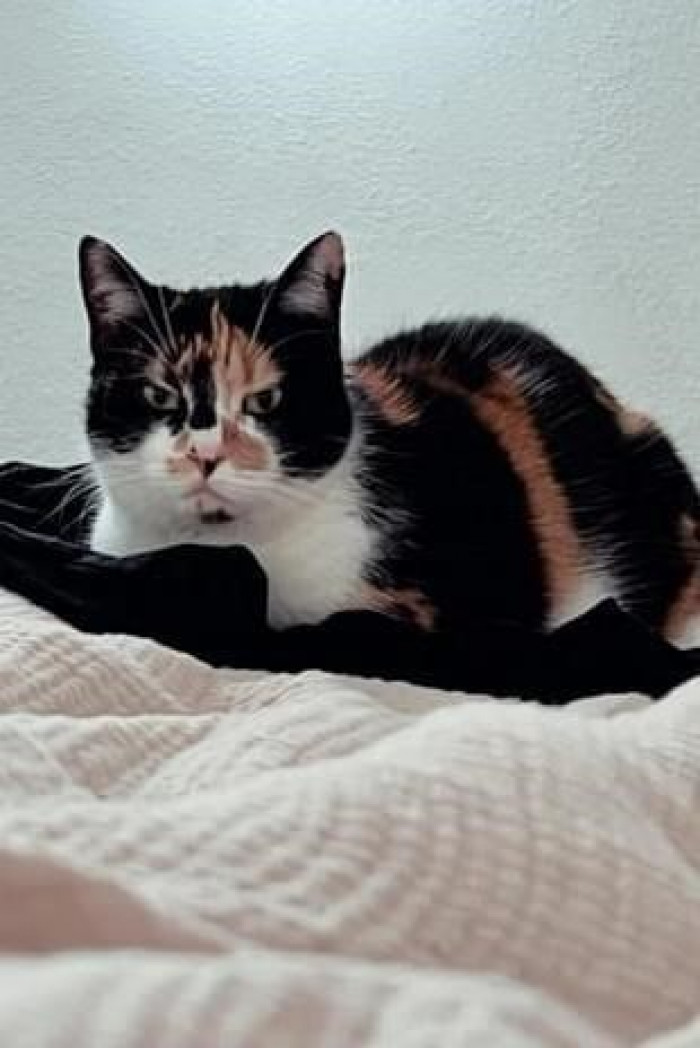 11. Here's another cat giving off mean vibes