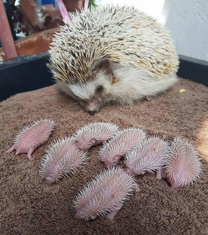 12. Mama watching over her beautiful babies