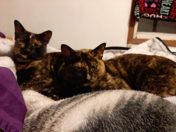 5. Martha and Mary decided that they'll adopt a human couple.