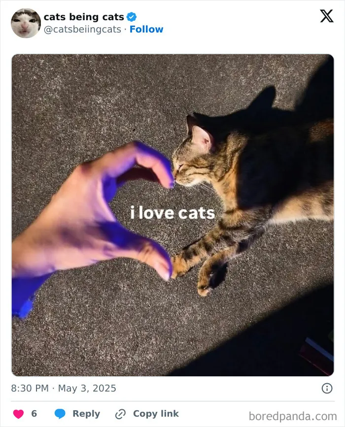 2. Heart full, hand covered in cat hair.