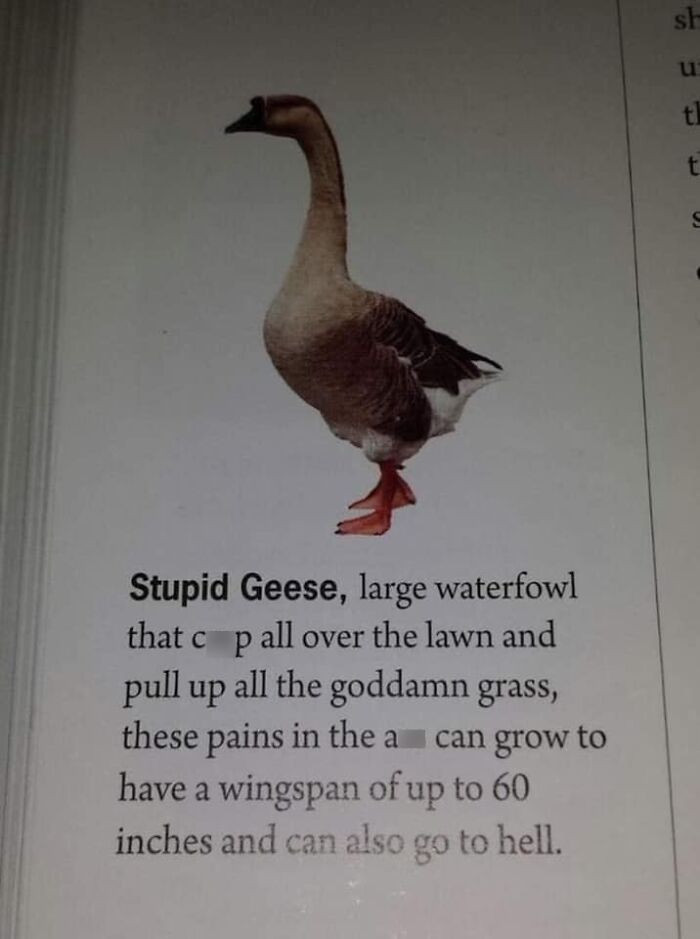 25. Stupid geese.