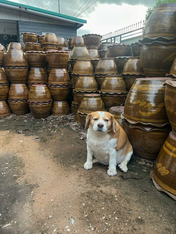 19. Camouflage level: emotionally and aesthetically consistent.