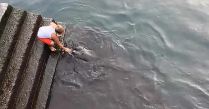 This little boy has a close relationship with a large stingray and that is a unique and uncommon sight