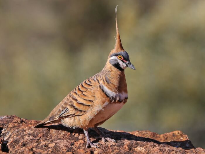 3. The Spinifex Pigeon Breed