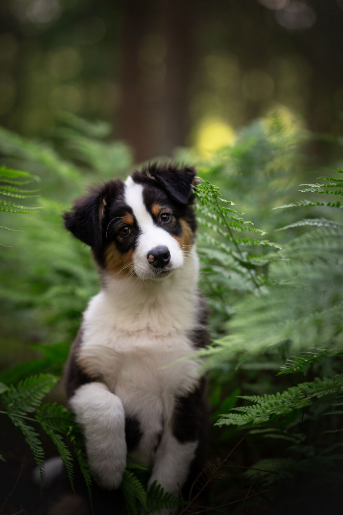 5. Look at that cute puppy face