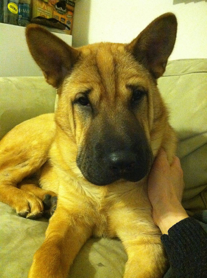 13. German Sherpei, which is a German Shepherd & Shar-pei Mix Breed Dog