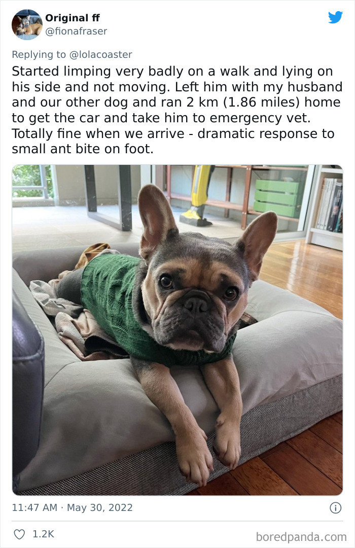 #7 The story of a small ant bite and his dramatic response.