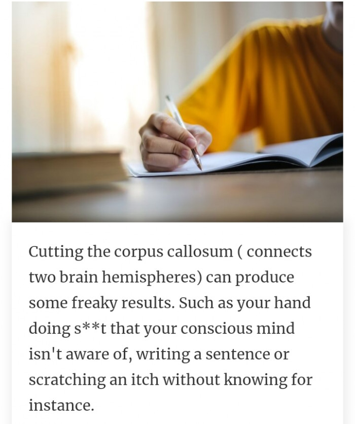 33. The corpus callosum