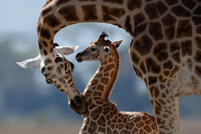 “Baby Giraffe” By Gianni Maitan