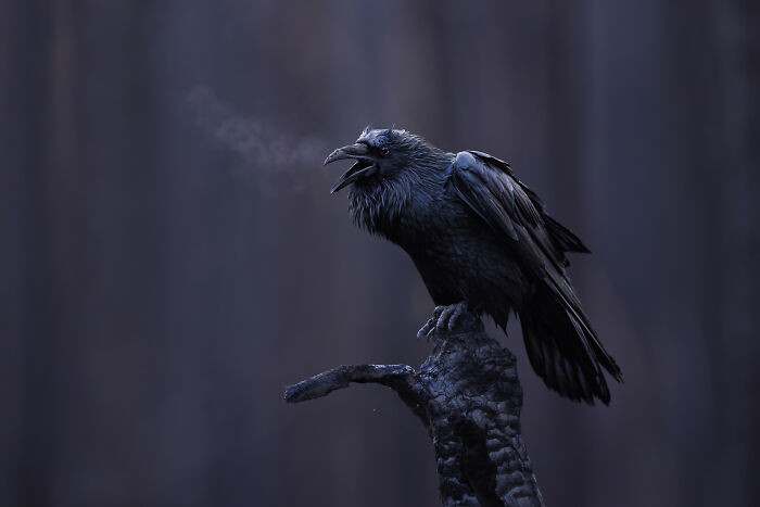 Best Portrait, Silver Award: Voice Of The Ash Forest By Maxime Legare - Vezina, Canada