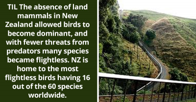 The Dominance Of Birds And The Absence Of Land Mammals In New Zealand Has Created A Special Kind Of Birds