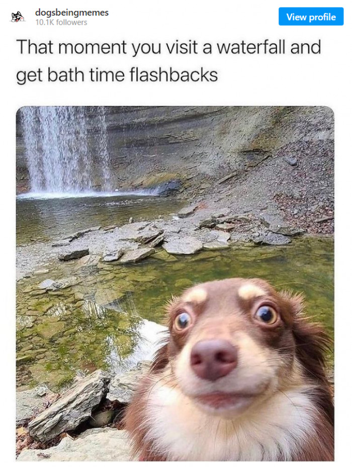 19. This dog ain't a fan of baths