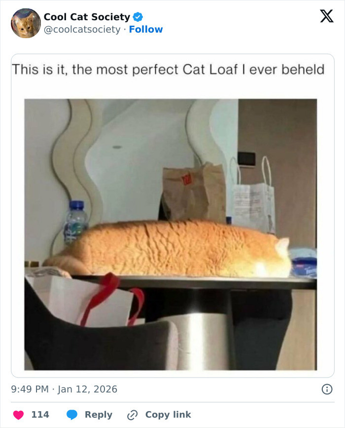 16. The perfect cat loaf