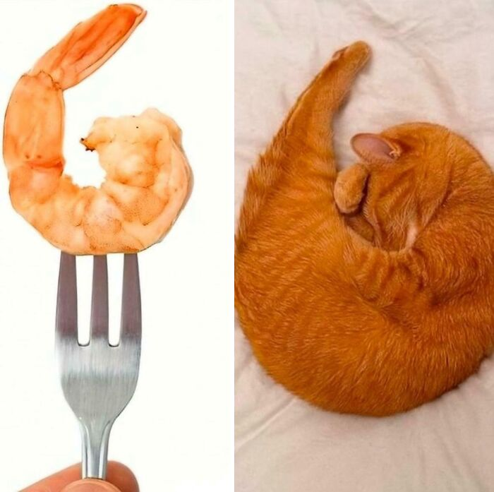 23. Proof that evolution peaked with the orange shrimp cat.