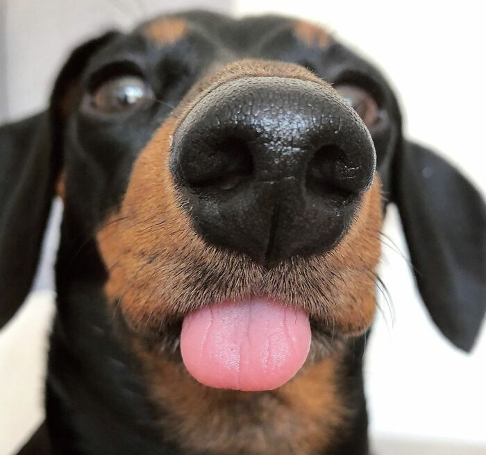 "Tiny Derp Face"