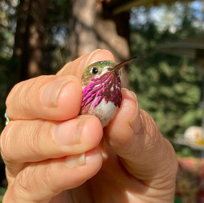16. Calliope hummingbird, the smallest bird in the USA.