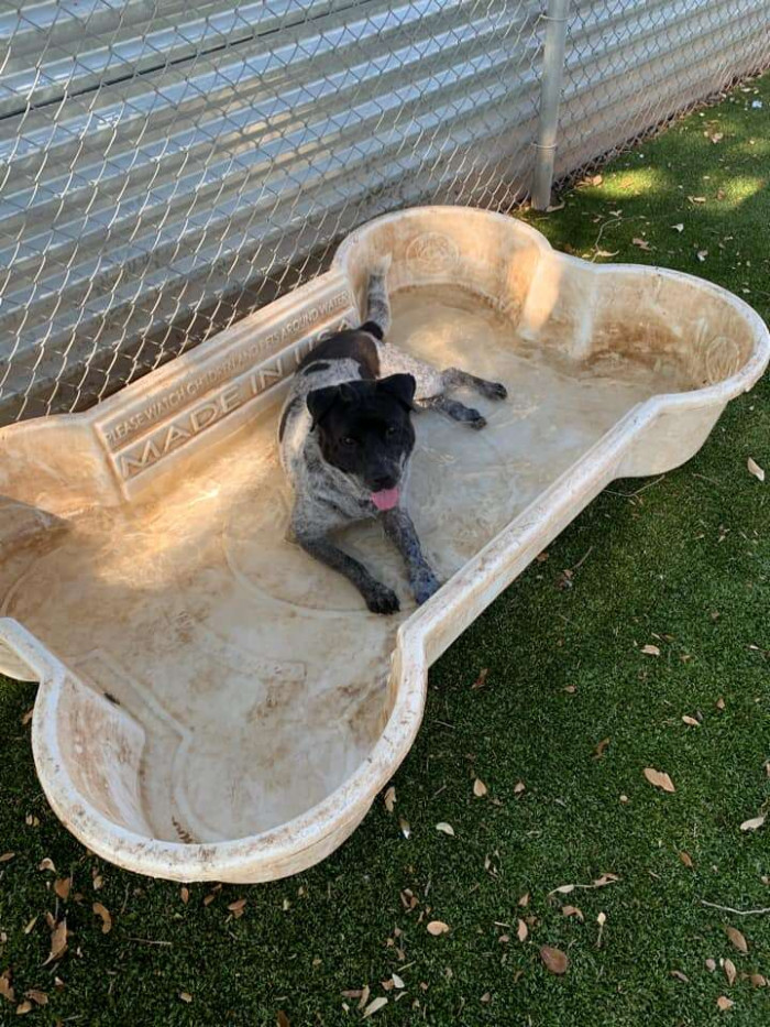 Centaur has finally warmed up to his kiddie pool