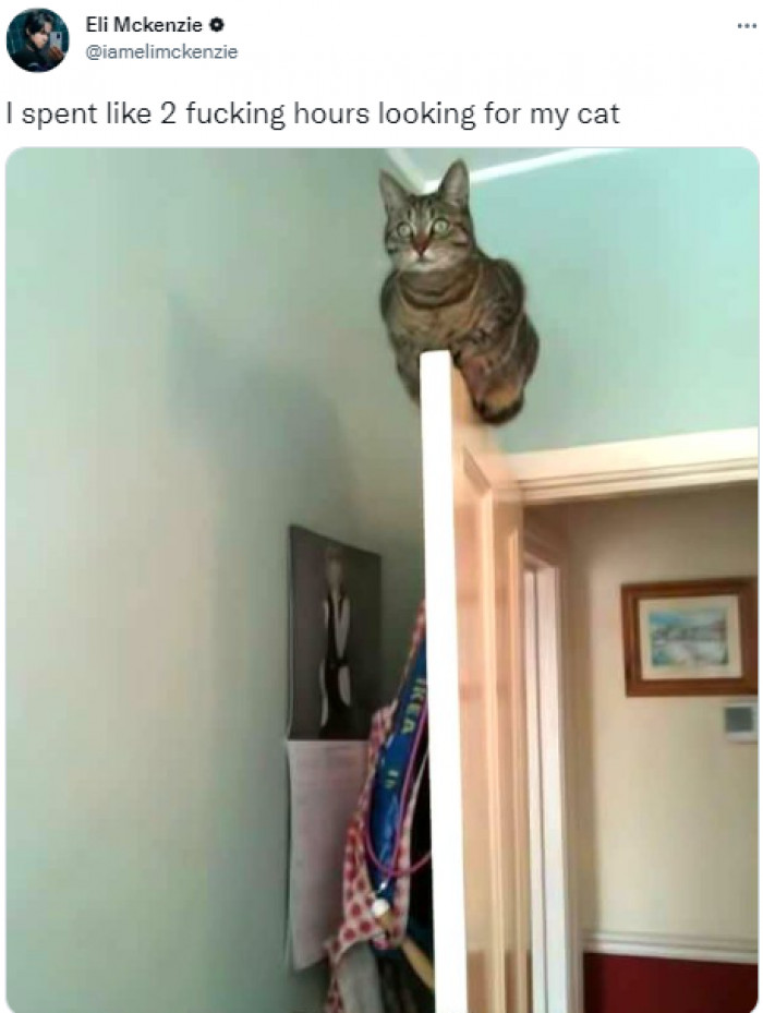 16. Master of hiding.