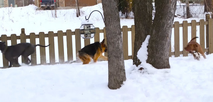 This adorable boy right in the middle of the photo is Quasimodo the dog. He's named after Victor Hugo's character of the same name from The Hunchback of Notre-Dame because, as you might guess, he was born with a hunchback.