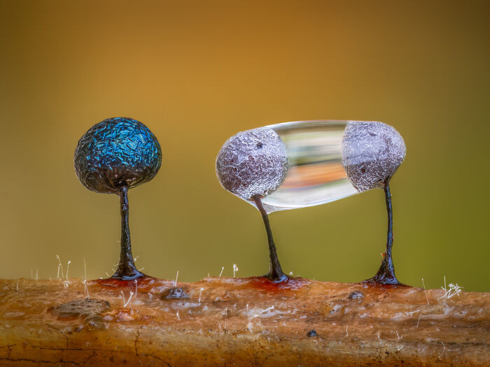 Botanical Britain, Winner: Slime Moulds And A Water Droplet By Barry Webb