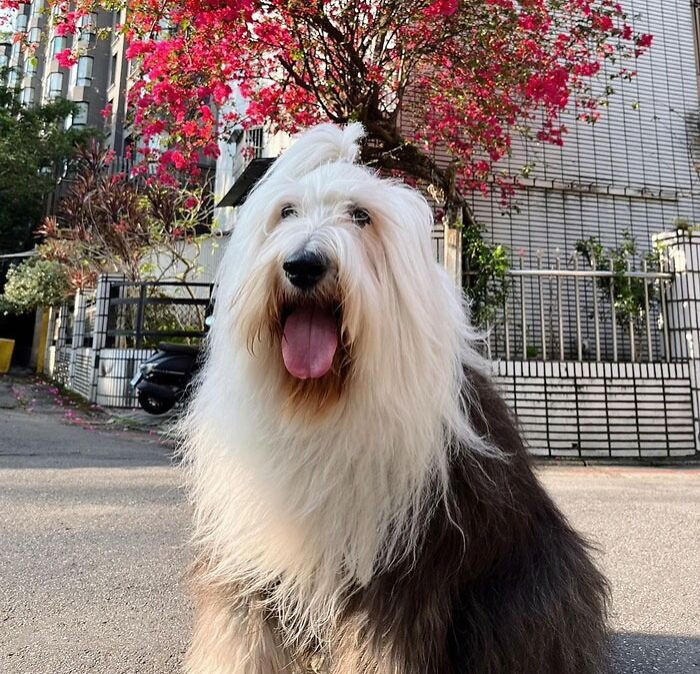 9. Old English Sheepdog